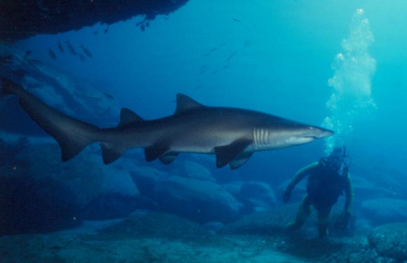 gal/Scuba_Diving/south_maroubra_sharks/AJ Shark Bubbles.jpg